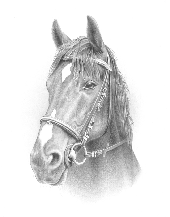 konik4.(A4).jpg