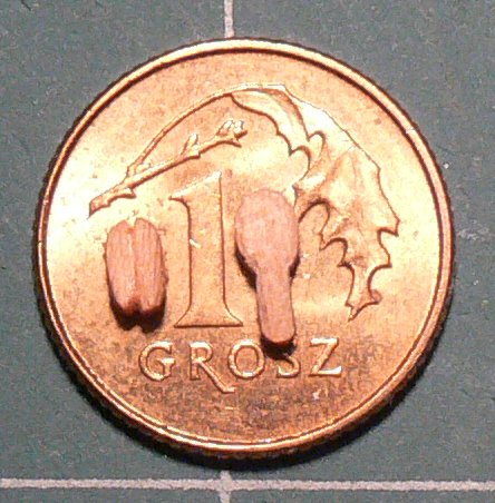 bloki (2).JPG
